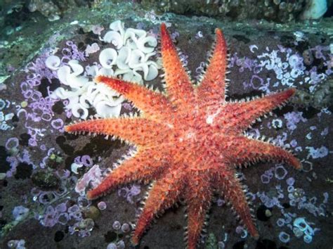 Estrella De Mar Características Reproducción Y Taxonomía Con Fotos