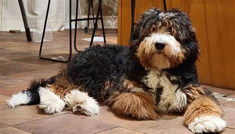 Bernedoodle A Perfect Blend Of Poodle And Bernese Mountain Dog