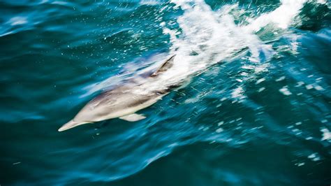 Experience whale watching season with Palos Verdes naturalist Lauren ...