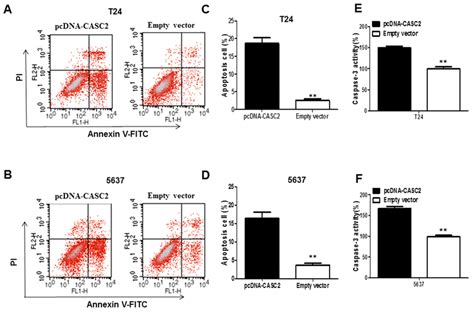 The Overexpression Of LncRNA CASC2 Augmented The Apoptosis Of Bladder