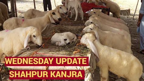 WEDNESDAY UPDATE SHAHPUR KANJRA MANDI LAHORE 2023 TODAY KAJLY CHATRY