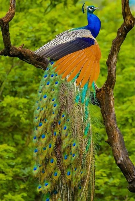 A Colorful Peacock Sitting On Top Of A Tree Branch