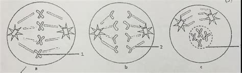 Mitosis Coloring Worksheet