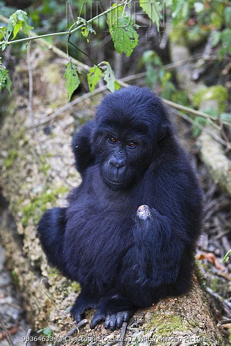 Eastern Lowland Gorilla stock photo - Minden Pictures