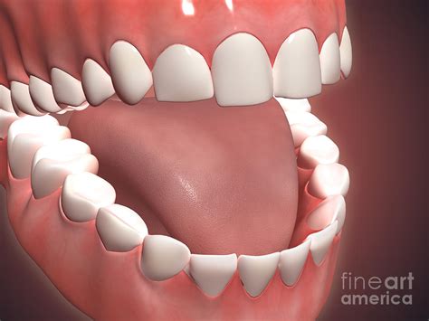 Human Mouth Open Showing Teeth Gums Digital Art By Stocktrek Images Pixels