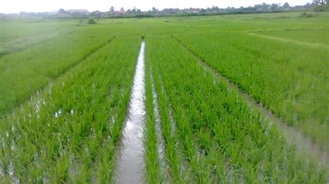 FAO Spearheads Adoption Of New Rice Production Technology In Tanzania