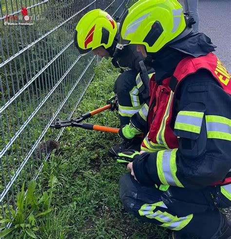 N Igel Steckt In Baden Im Zaun Fest Fireworld At