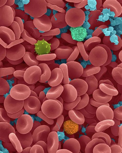 Red Blood Cells 2 Photograph By Dennis Kunkel Microscopy Science Photo