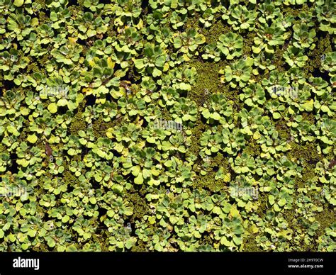 Water Lettuce Pistia Stratiotes Floating In Water At Lettuce Lake Park