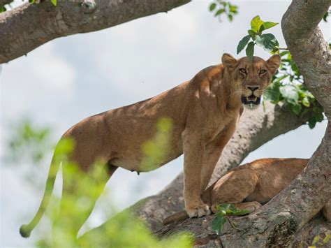 Day Ishasha Tree Climbing Lions Safari Trek Africa Expeditions