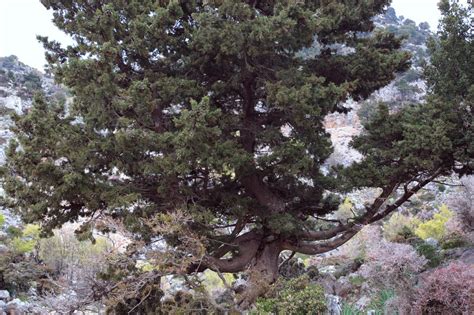 Cu Ntas Especies De Plantas Hay En El Mundo