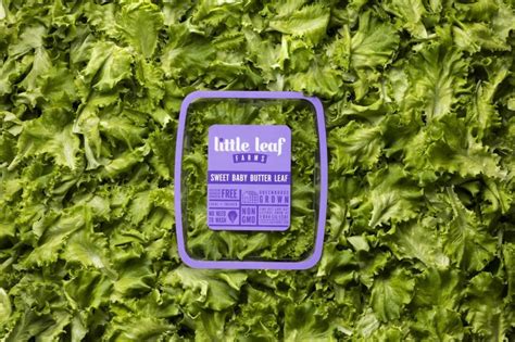 Little Leaf Farms Sweet Baby Butter Leaf Lettuce | Progressive Grocer