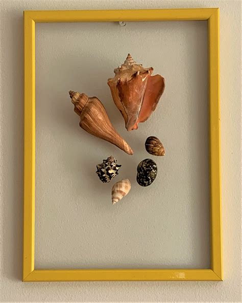 Sea Shell Wall Art Framed Seashells Sea Shell Wall Frame Sea Shell Wall