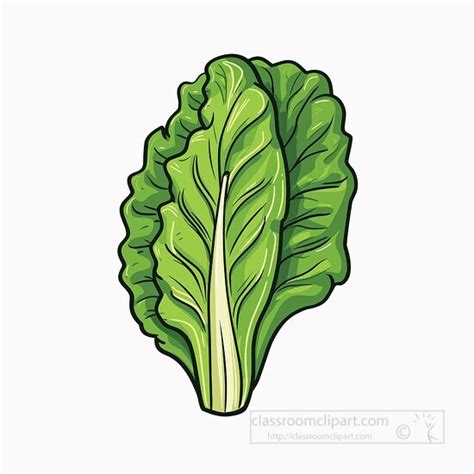 Vegetable Clipart-romaine lettuce clip art