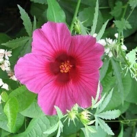 15 Red Dinner Plate Hibiscus Flower Seeds Huge 10 12 Inch Etsy