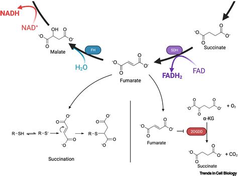 Fumarate Hydratase As A Metabolic Regulator Of Immunity Trends In Cell