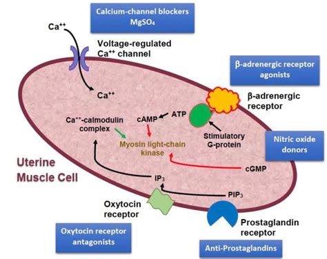 Uterotonics And Tocolytics Oandg Magazine