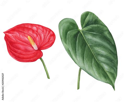 Stockillustratie Watercolor Hand Drawn Illustration Of Anthurium Flower