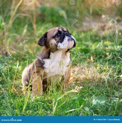 Portrait Of English Bulldog Puppy 2 Month Sitting On The Grass Stock