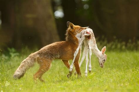 Red Foxes | Roeselien Raimond Nature Photography