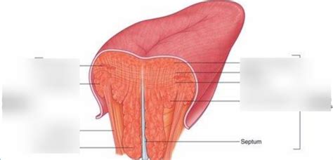 Muscles Of The Tongue Diagram Quizlet