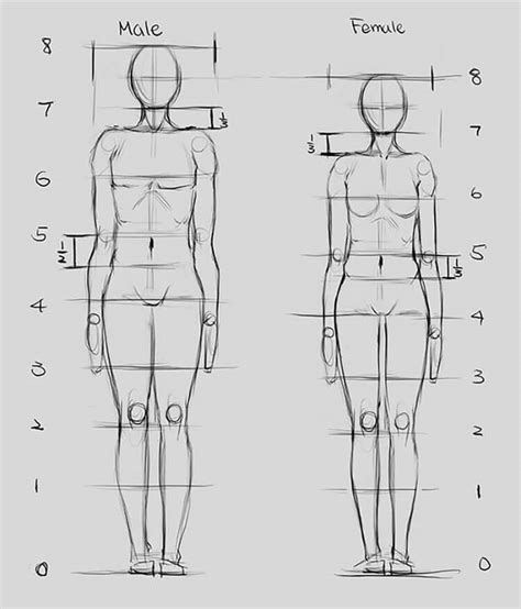 Full Male Pose Anatomy