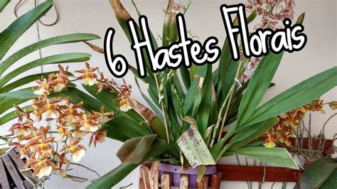 Hastes Florais Na Orqu Dea Oncidium Catatante Youtube