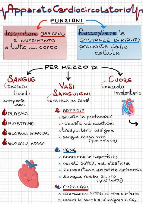 Fare Scienze In Quinta 7 Contenuti Extra Su Apparato Respiratorio E Non