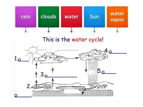 Label the Water Cycle. - Labelled diagram