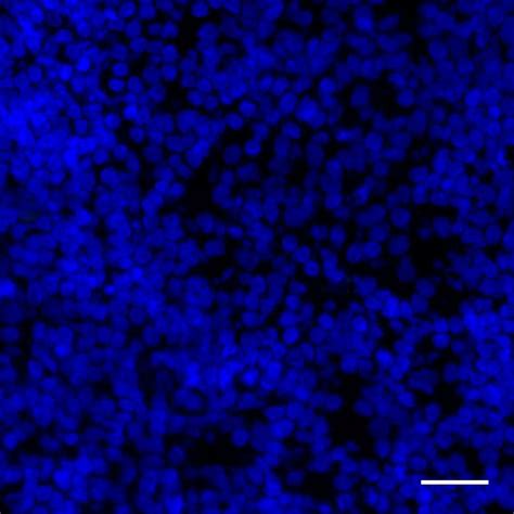 cd antibody anti human realease miltenyi biotec usa