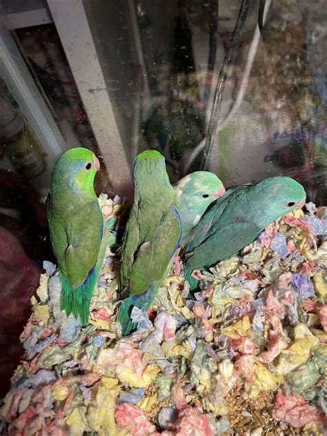 Parrotlets