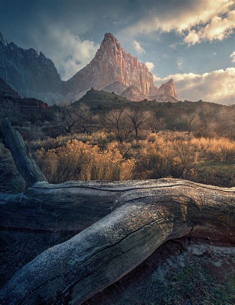 The Watcher Pyrography By Max Rive Fine Art America