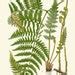 FERN Print SET Of 9 Botanical Art Print Lindman Antique Green Ferns