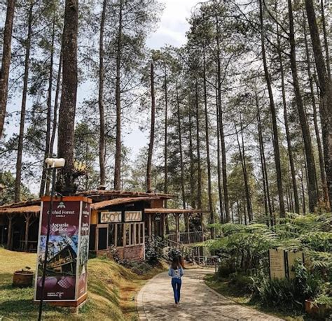 Orchid Forest Cikole Daya Tarik Fasilitas Dan Harga Tiket Masuk