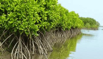 Jual Bibit Pohon Mangrove Tamantropis