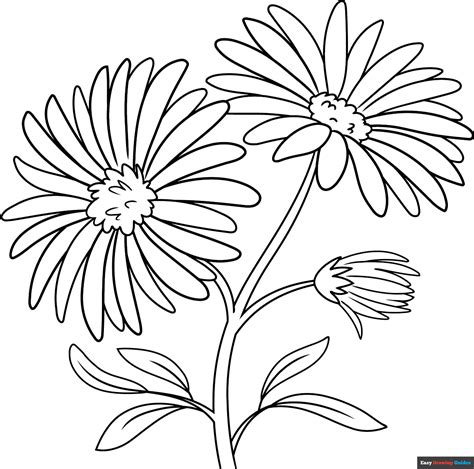 Aster Coloring Page Easy Drawing Guides