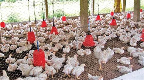 Poultry Farming: कम लागत में होगा ज्यादा मुनाफा, जानिए कितना आएगा खर्चा ...