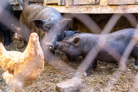 Vietnamese Pigs Behind A Mesh Fence On A Farm Stock Image Image Of