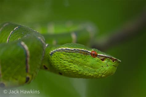 Bornean Keeled Green Pit Viper Tropidolaemus Subannulatus Flickr