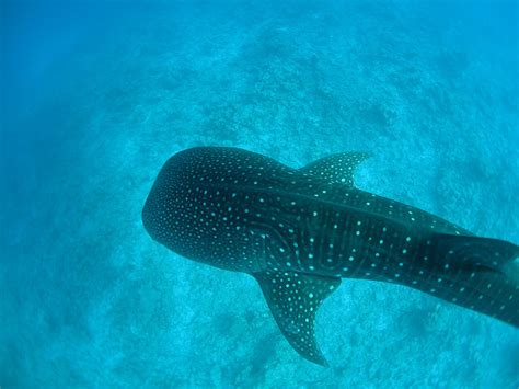 Whale shark Pups Pay the Price of Damaged Nets - India's Endangered