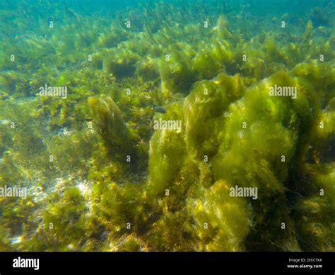 Seaweed on marine plants, underwater photo of tropical seashore. Mossy ...