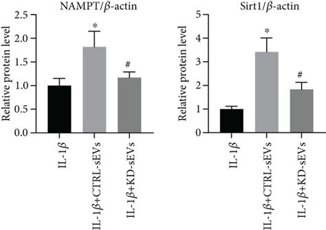 SEVs Secreted From NAMPT Knockdown Adipocytes Exhibited Attenuated