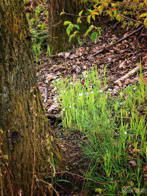 Frühlingserwachen im Wald Plants Woodland Forest Nature Lawn And