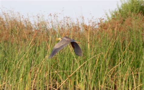 Birds of the Okavango Delta - Mel On The Go