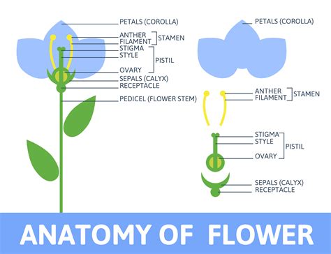 Anatomy Of A Flower Diagram