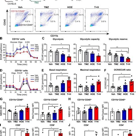 Pharmacological Inhibition Of Nhe In Combination With Tmz Increase