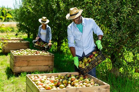 Trusted To Get Ugandan Fruit picking Jobs For Foreigners To Grow Your