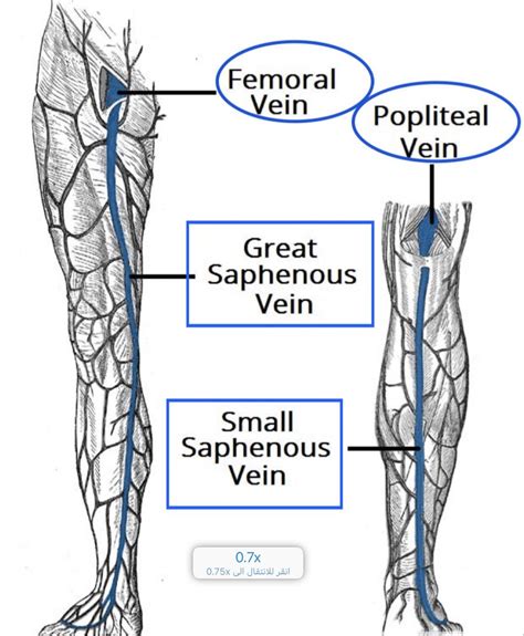 Femoral Vein In 2024 Great Saphenous Vein Veins Anatomy