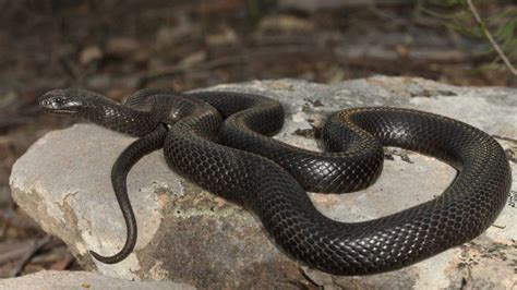 Ular Hitam Kecil Masuk Rumah Pertanda Apa Ternyata