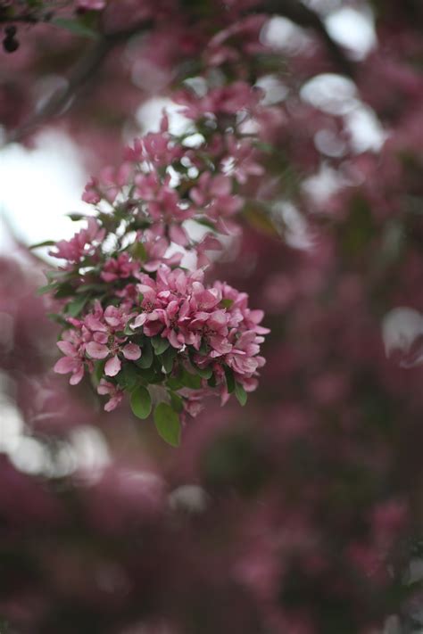 图片素材 景观 树 性质 森林 科 背景虚化 模糊 厂 白色 叶 花瓣 盛开 花的 弹簧 绿色 生产 自然